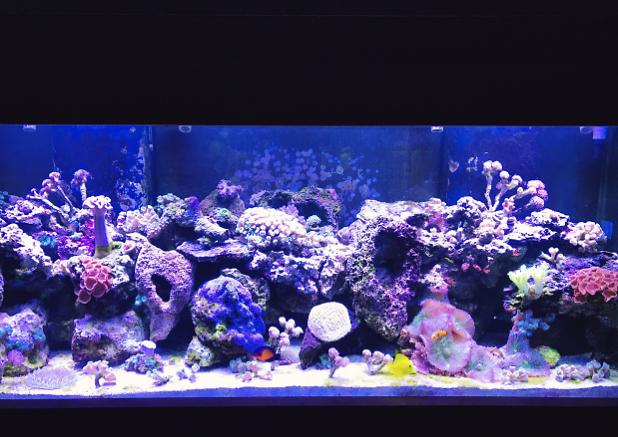 My Aquarium on Jan 24, 2017