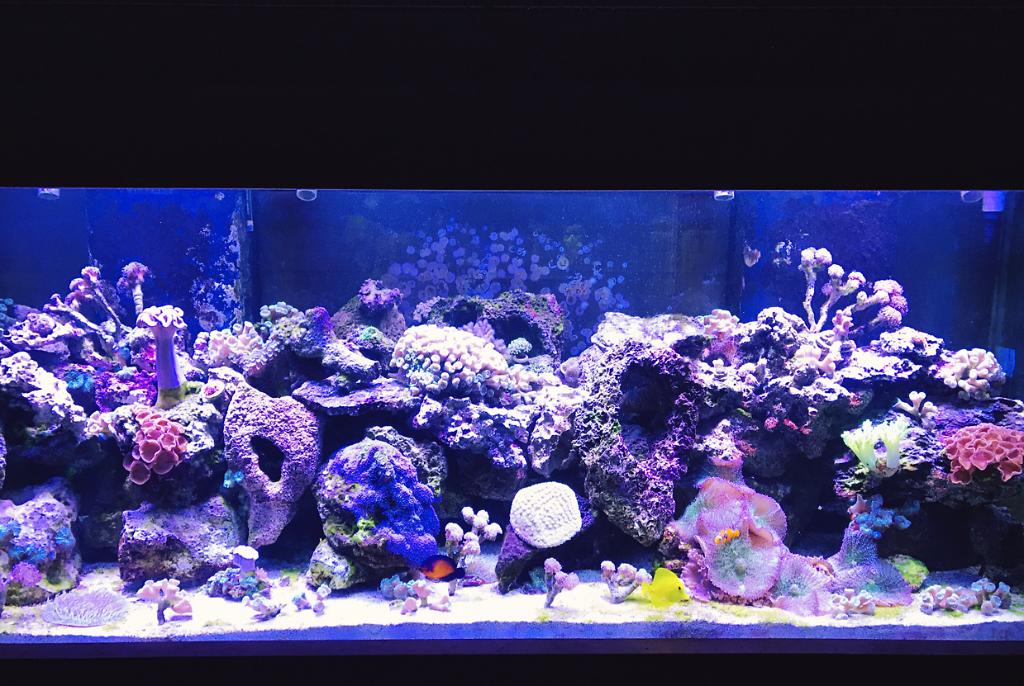 My Aquarium on Jan 24, 2017