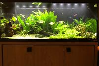 My Aquarium on Jan 25, 2017