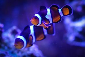 Ocellaris Clownfish Thumbnail