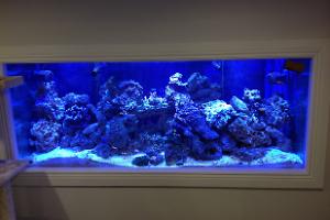 240g Reef Tank Thumbnail