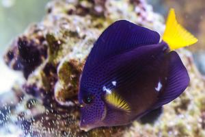 Purple Tang Thumbnail