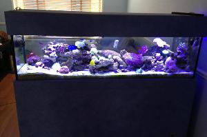 reef tank Thumbnail