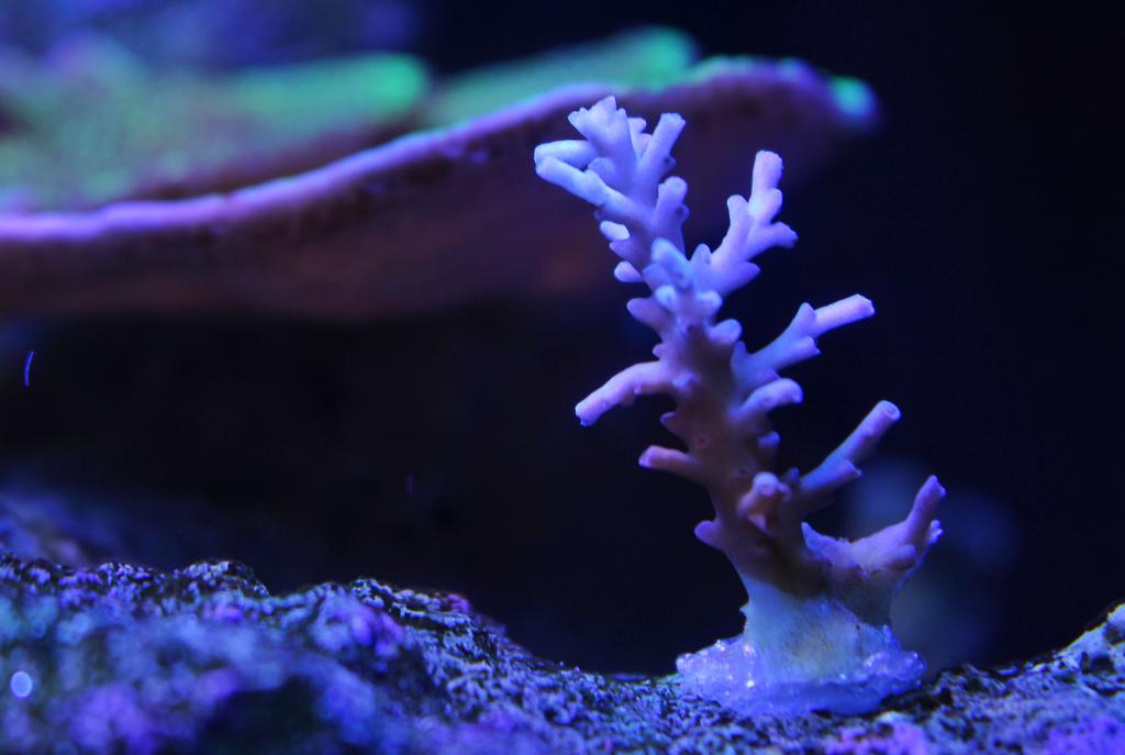 Acropora (Aussie Ice Fire Echinata)