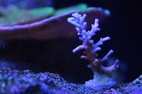 Acropora (Aussie Ice Fire Echinata)