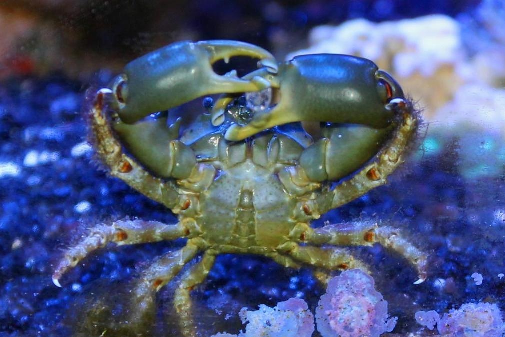 Emerald Crab / Mithraculus sculptus 1911