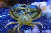 Emerald Crab Thumbnail