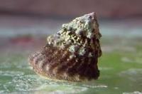 Astraea Conehead Snail Thumbnail