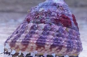 Banded Trochus Snail Thumbnail