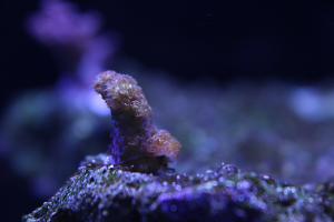 Acropora Golden Sunshine Thumbnail