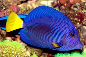 Purple Tang Thumbnail