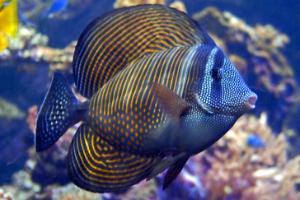 Red Sea Sailfin Tang Thumbnail