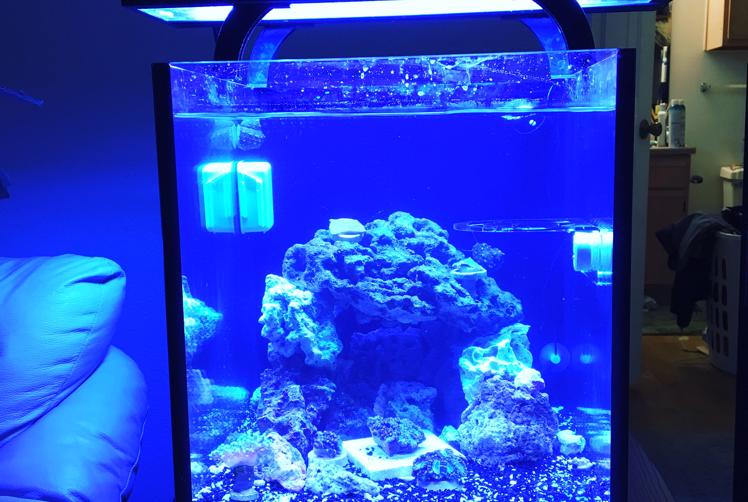 Nano Reef on Feb 2, 2017