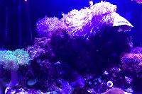 29 Reef on Feb 3, 2017