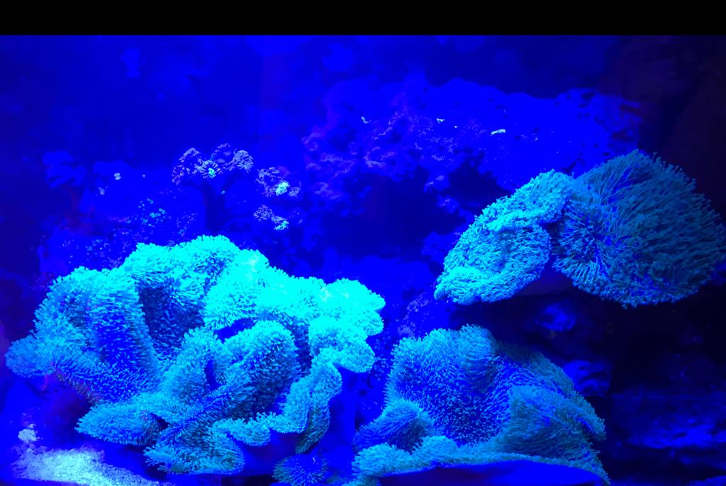 75gal Reef on Feb 4, 2017