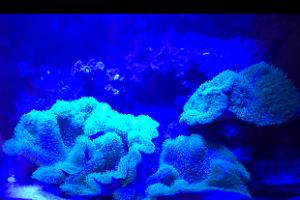 75gal Reef Thumbnail