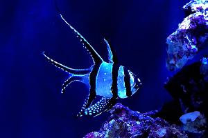 Banggai Cardinal Captive Bred Thumbnail