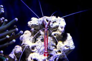 Skunk Cleaner Shrimp Thumbnail