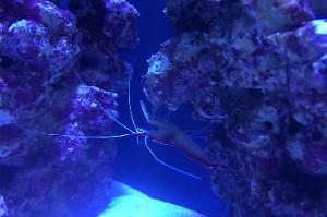 Skunk Cleaner Shrimp Thumbnail