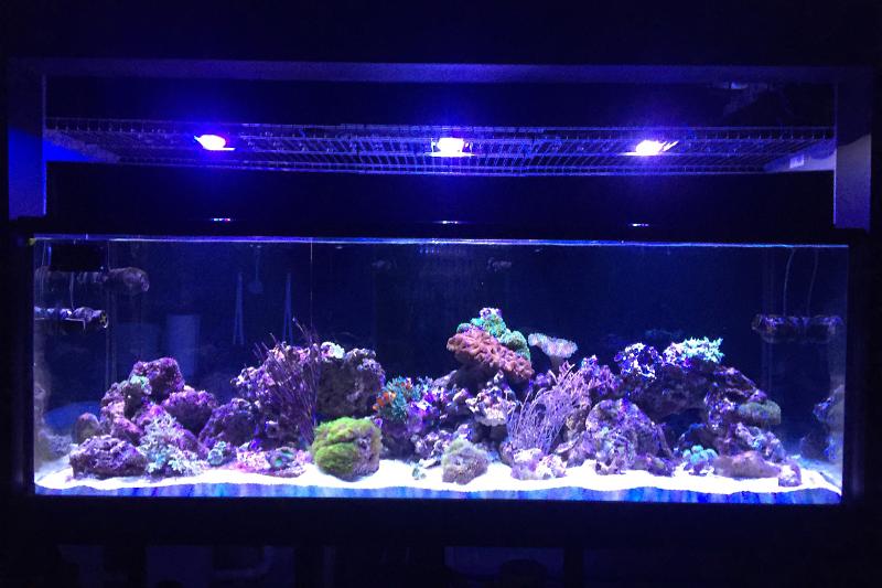 Active Reef Thumbnail