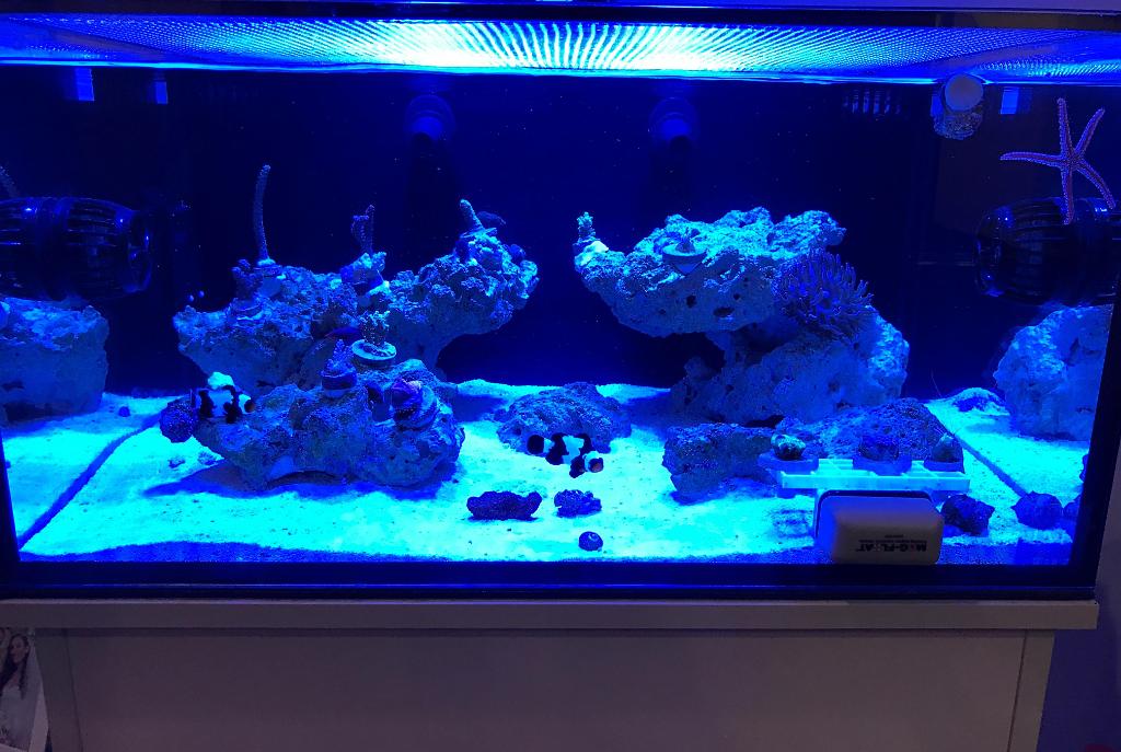 25g Lagoon on February 6, 2017