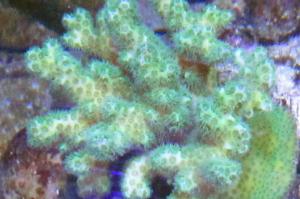 Stylophora Coral Thumbnail