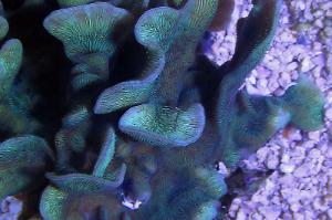 Pavona Coral Thumbnail