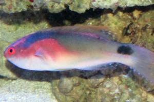 Exquisite Fairy Wrasse Thumbnail