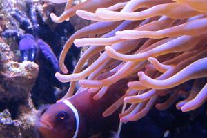 Maroon Yellow Stripe Clownfish Thumbnail