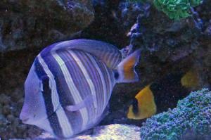 Bicolor Angelfish Thumbnail