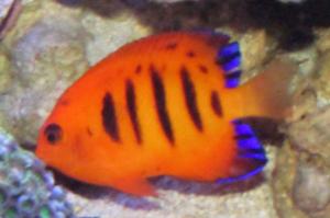 Flame Angelfish Thumbnail