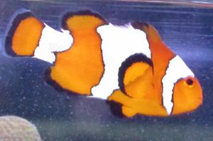 Snowflake Clownfish Thumbnail