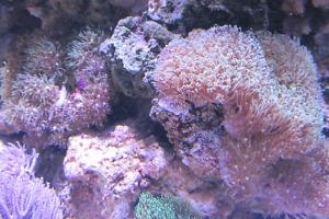 Starburst Polyp Thumbnail