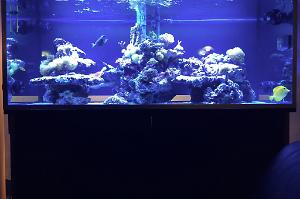 My Aquarium Thumbnail