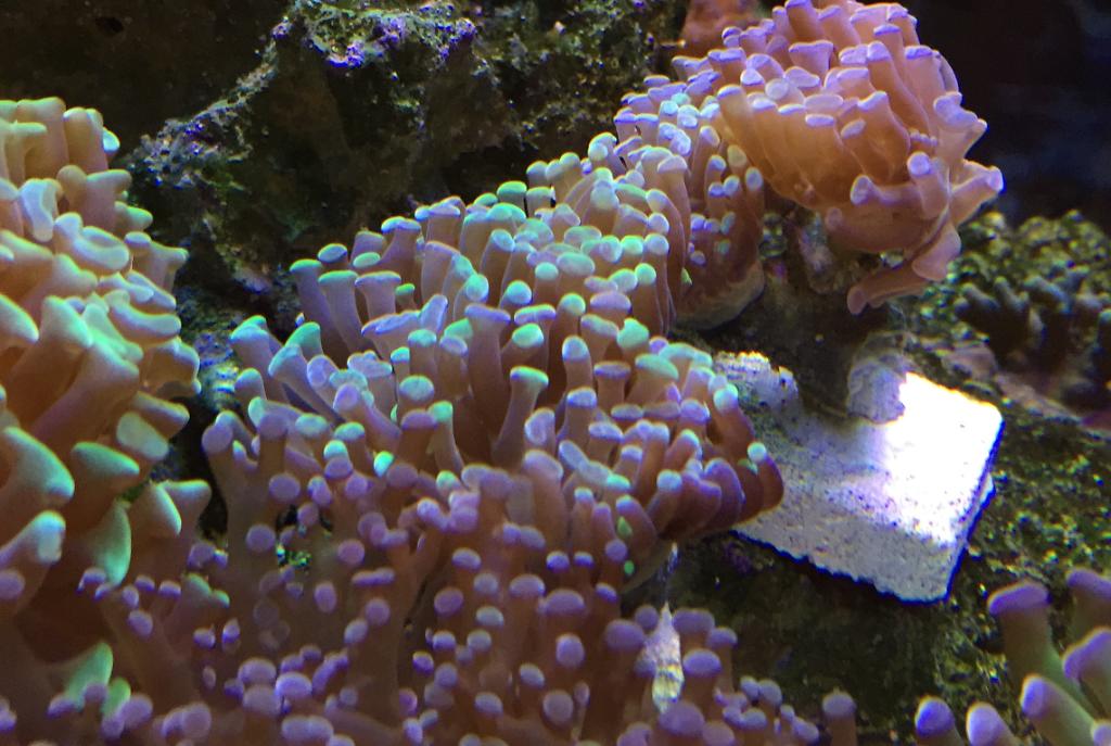 Hammer / Anchor Coral, Branching (Bicolor)