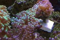 Hammer Anchor Coral Branching Bicolor Thumbnail