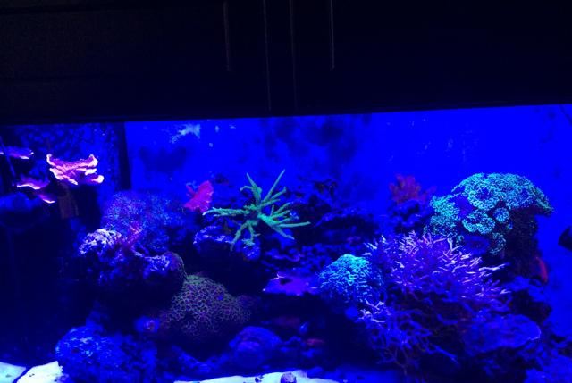 My Aquarium on Feb 11, 2017