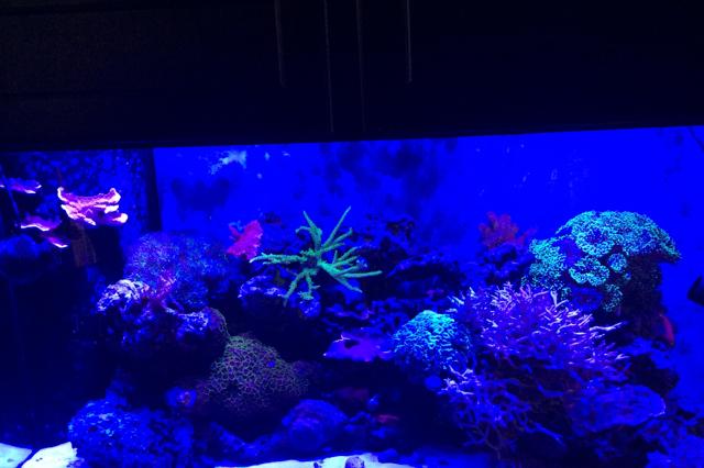 My Aquarium Thumbnail