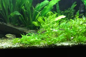 My Aquarium on Feb 12, 2017