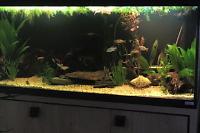 My Aquarium on Feb 12, 2017