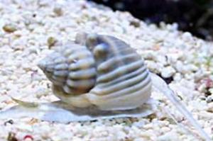 Nassarius Snail Thumbnail