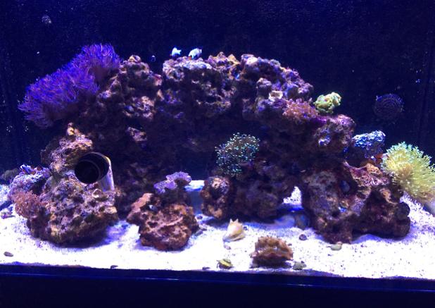 65 Gallon Red Sea on Feb 12, 2017