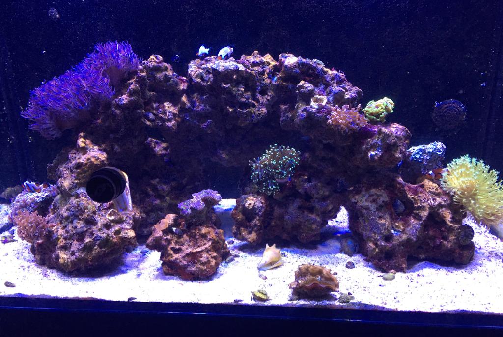 65 Gallon Red Sea on Feb 12, 2017