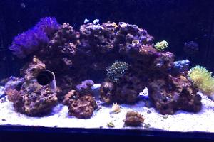 65 Gallon Red Sea Thumbnail