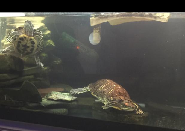 Turtle Tank on Feb 13, 2017