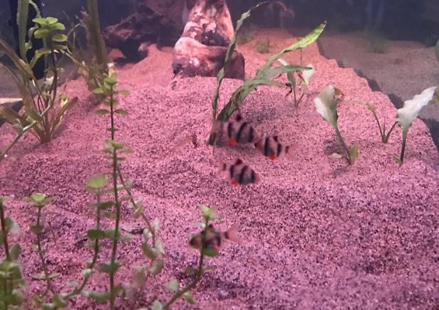 My Aquarium on Feb 14, 2017