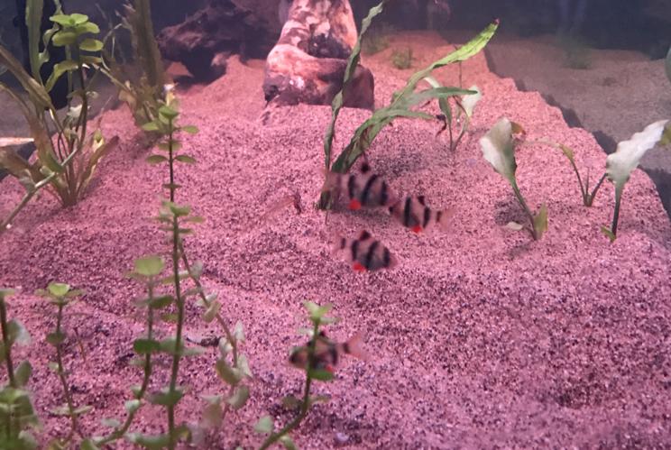 My Aquarium on Feb 14, 2017