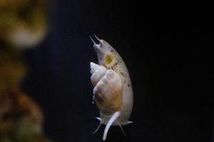 Nassarius Snail Thumbnail