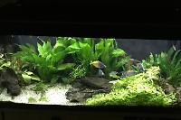 My Aquarium on Feb 17, 2017