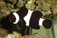 Black and White Clownfish Thumbnail